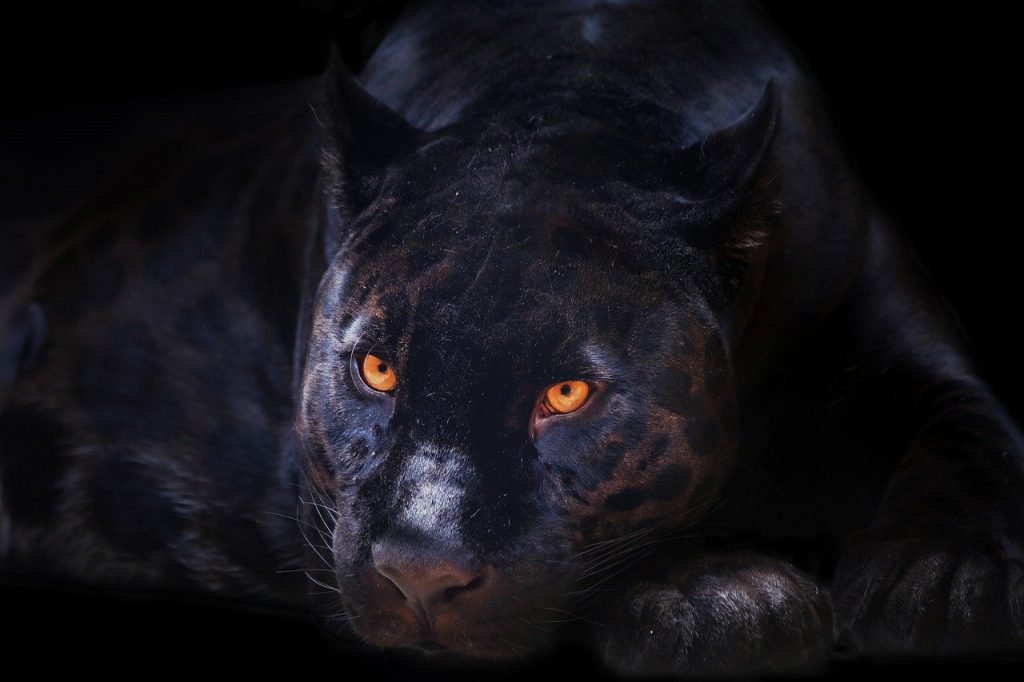 panther, animal, feline