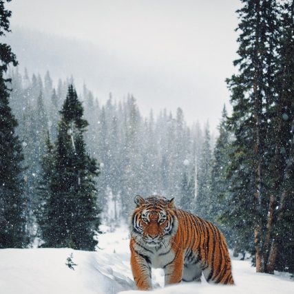 tiger, snow, forest